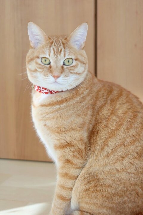 ボブくん振り向く