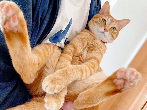 抱っこされるぼぶくん