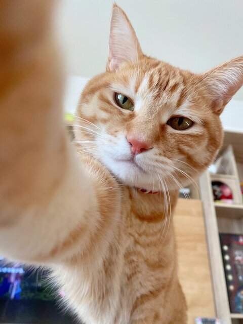 お手てをチョンチョンする猫