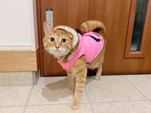 洋服を着る猫