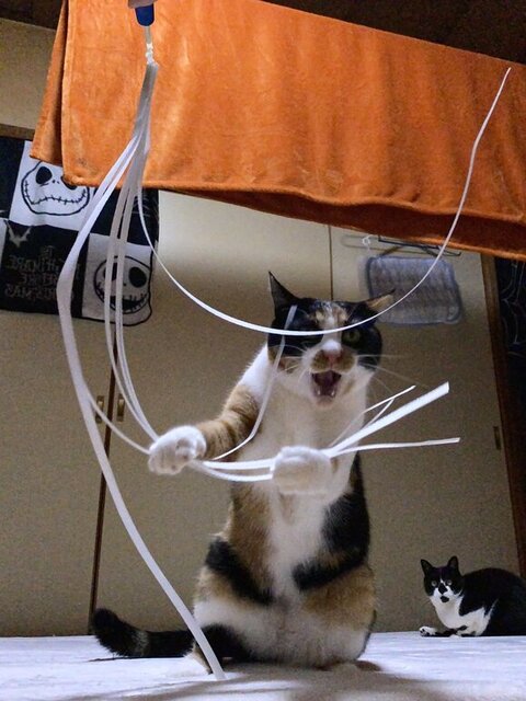 叫んでるようなちーちゃん