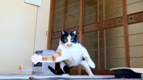 猫じゃらしで遊ぶちーちゃん