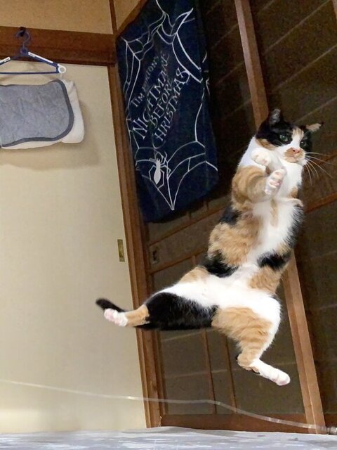 ちーちゃん飛ぶ