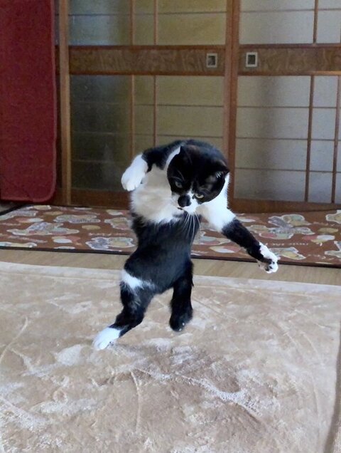はっちゃん回転