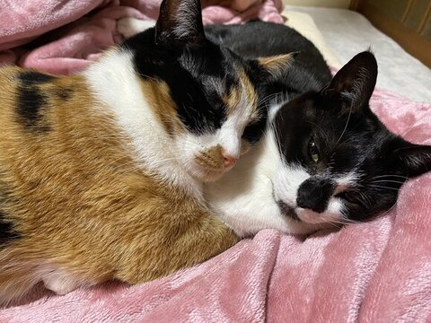 はっちゃんに抱きつく現在のちーちゃん