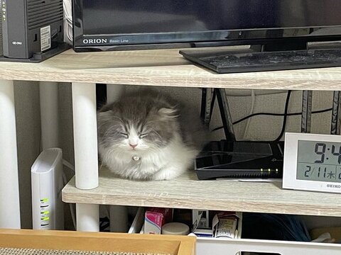 テレビの下で寝るイヴくん