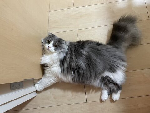 床で寝そべるイヴくん