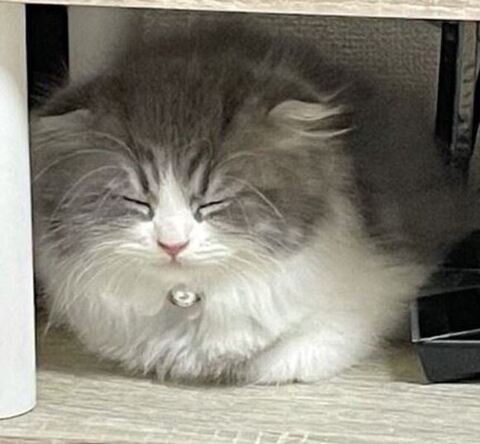 テレビの下で寝るイヴくんアップ