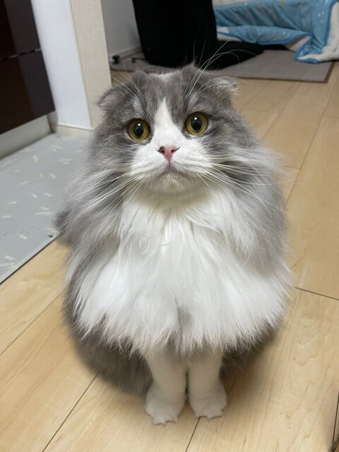 お座りするイヴくん