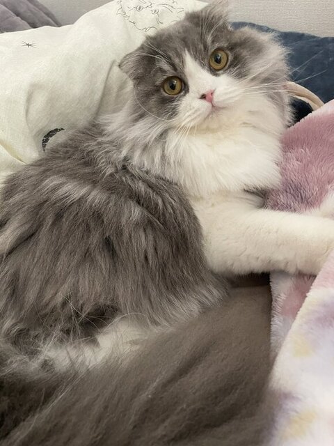 布団にいるイヴくん