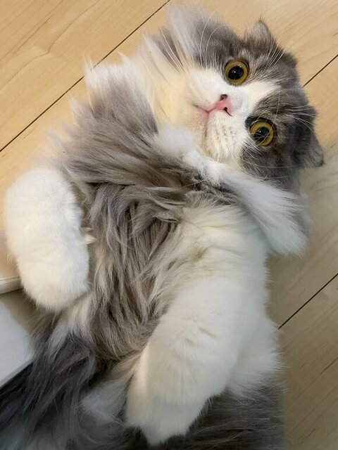 あおむけで見つめてくるイヴくん