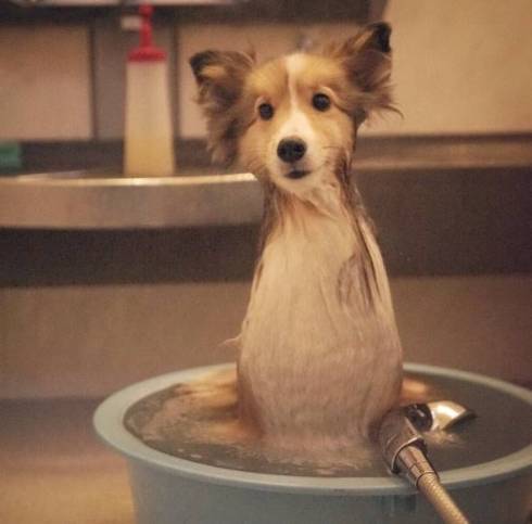 シェルティ お風呂にエリンギ くぬぎちゃん