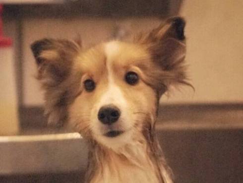 シェルティ お風呂にエリンギ くぬぎちゃん