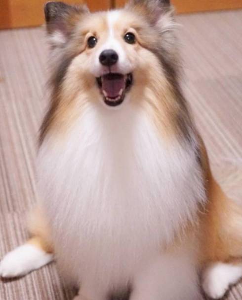 シェルティ お風呂にエリンギ くぬぎちゃん