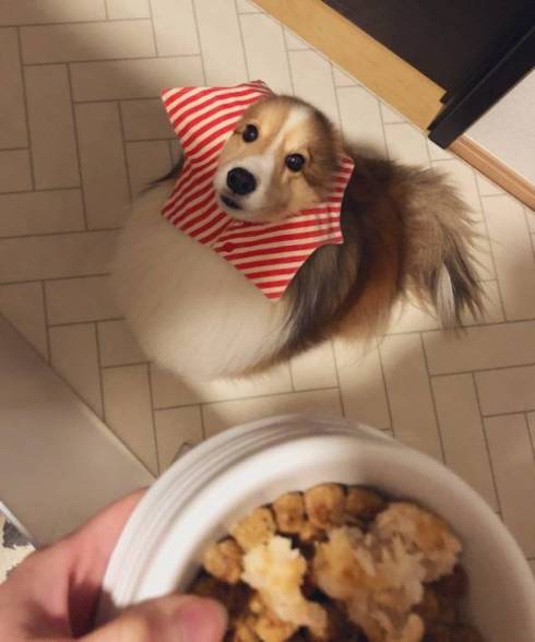 シェルティ お風呂にエリンギ くぬぎちゃん