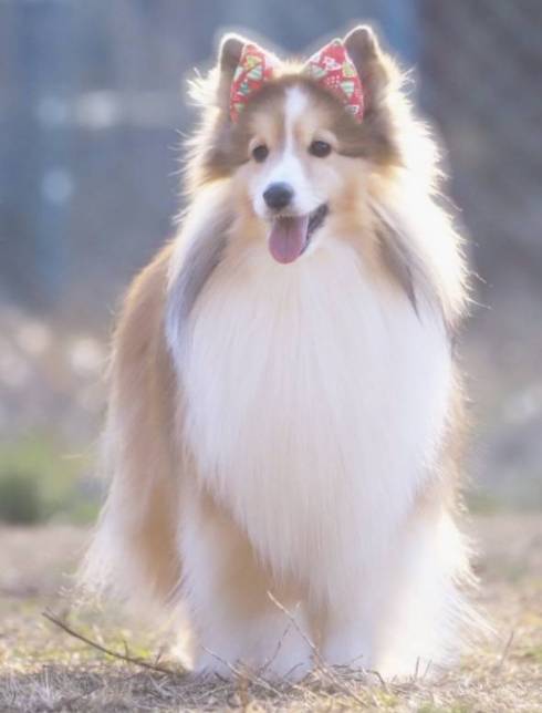 シェルティ お風呂にエリンギ くぬぎちゃん