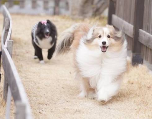 シェルティ お風呂にエリンギ くぬぎちゃん