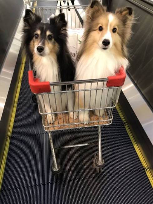 シェルティ お風呂にエリンギ くぬぎちゃん