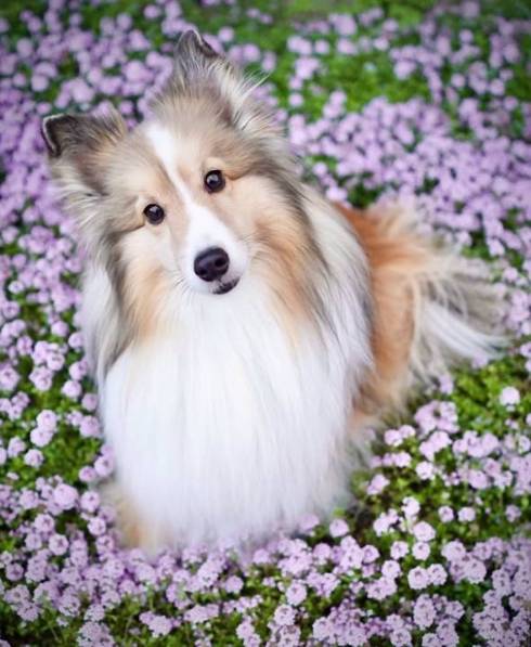 シェルティ お風呂にエリンギ くぬぎちゃん