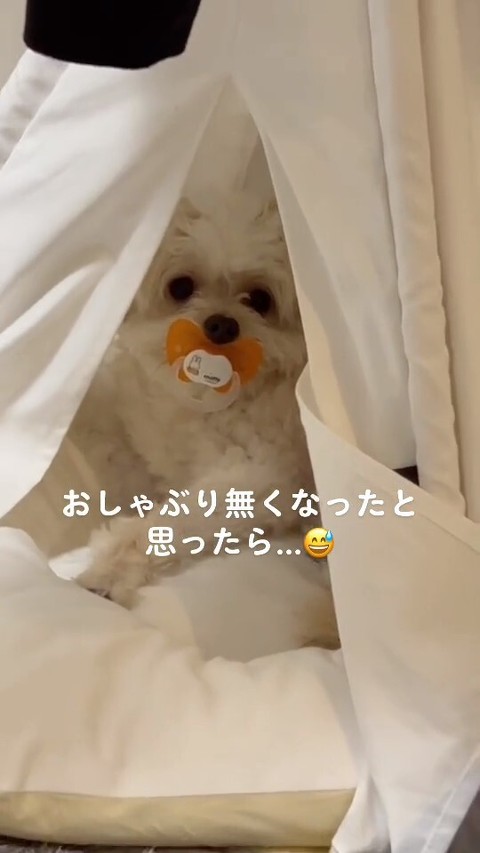 おしゃぶりをくわえる犬