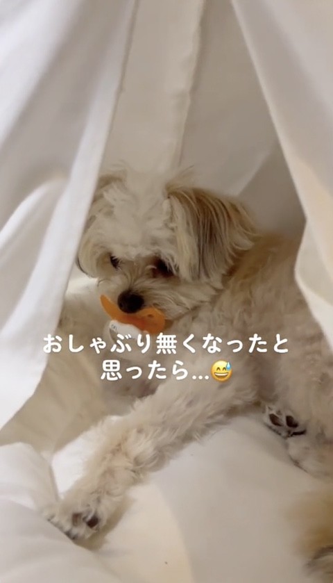 おしゃぶりをくわえる犬が視線をそらす