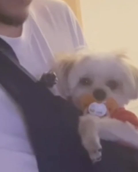 おしゃぶりはくわえる犬が抱っこされる