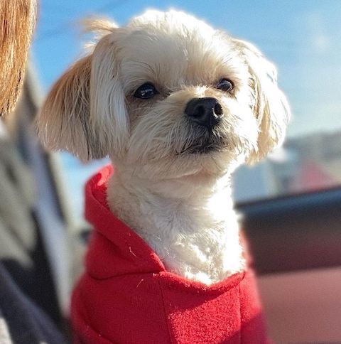 おしゃぶり犬がおでかけ