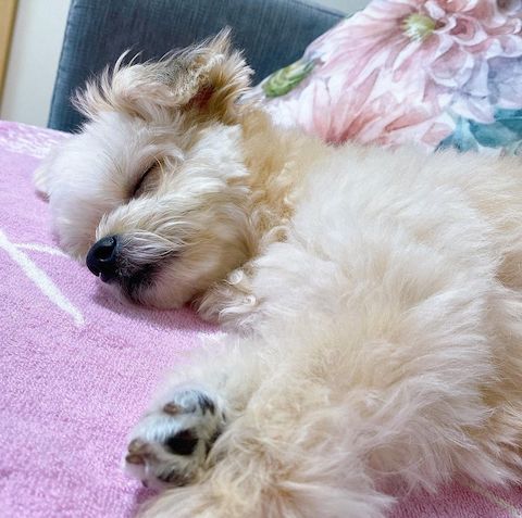 おしゃぶり犬が睡眠