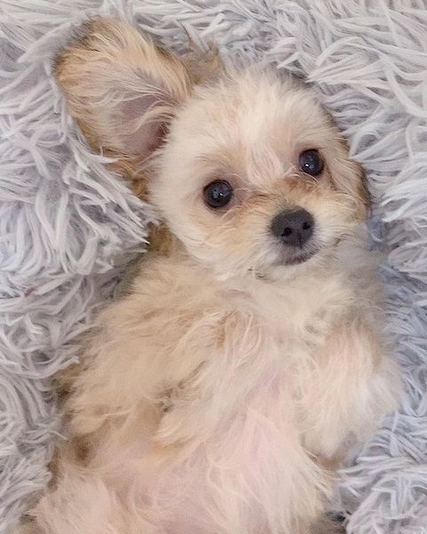 おしゃぶり犬の新しいベッド