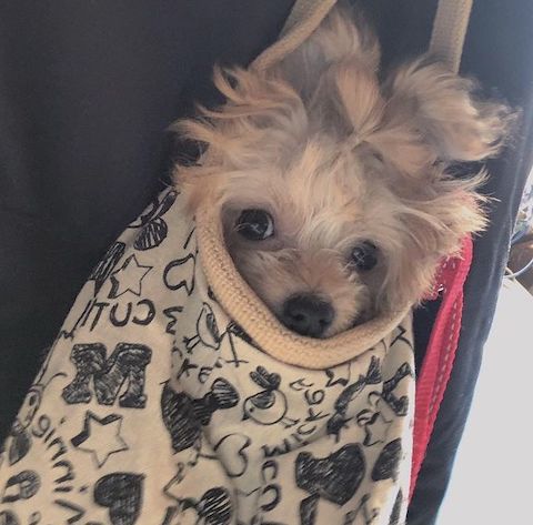 おしゃぶり犬がバッグでミノムシ