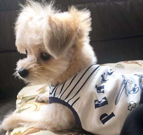 おしゃぶり犬が服を着ておめかし