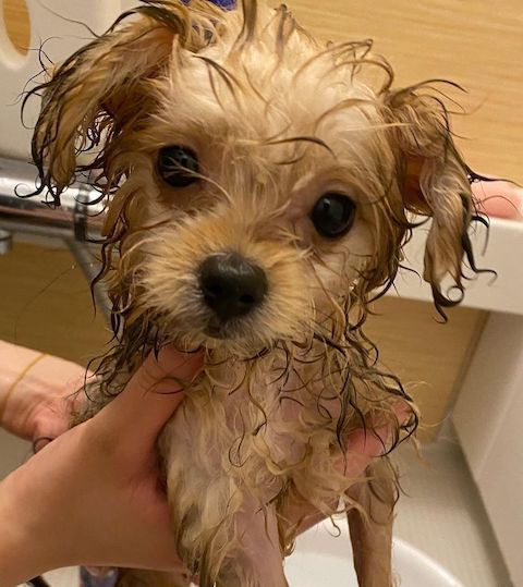 おしゃぶり犬の初めてのシャンプー