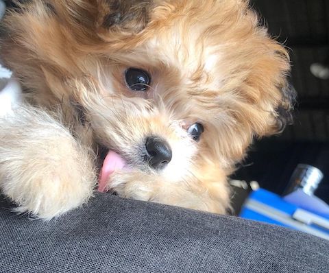 おしゃぶり犬が飼い主さんにちょっかい