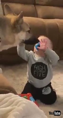 「Baby Falls Over While Petting Dog - 1291102」