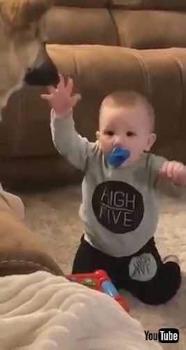 「Baby Falls Over While Petting Dog - 1291102」