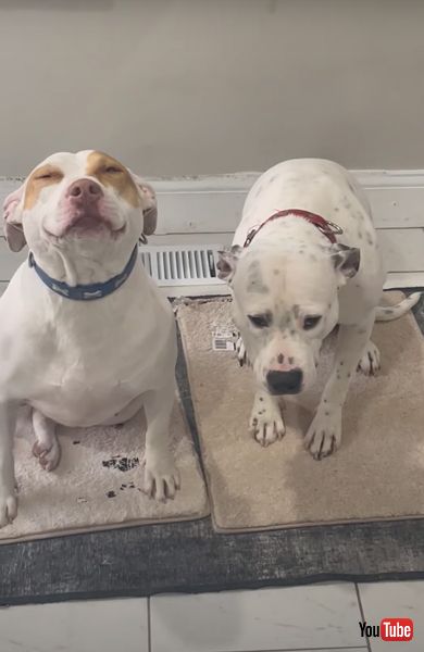 盗み食いしたワンコたち