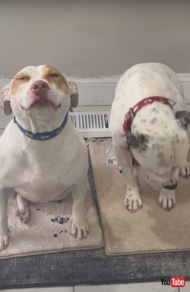 盗み食いをごまかすワンコたち