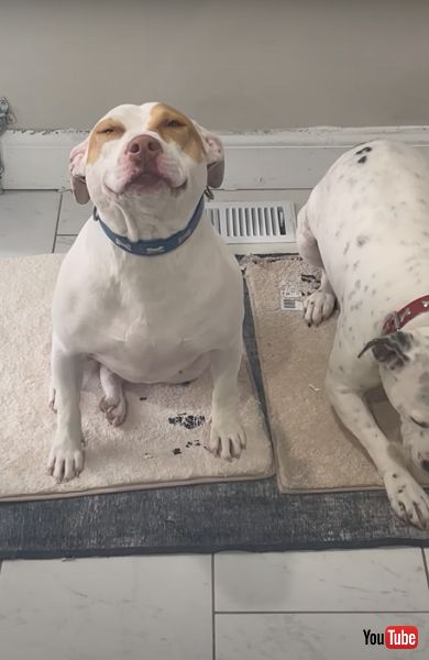 笑顔のワンコたち