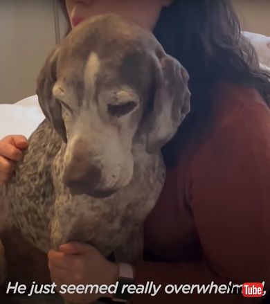 ぶるぶると震える保護犬