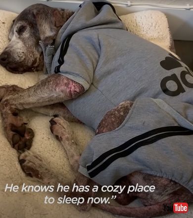 保護2日目の様子