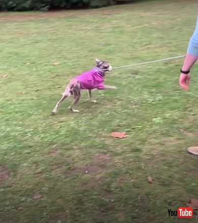 走り回る保護犬