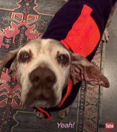 服を着るワンコ