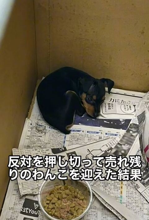 売れ残りワンコ