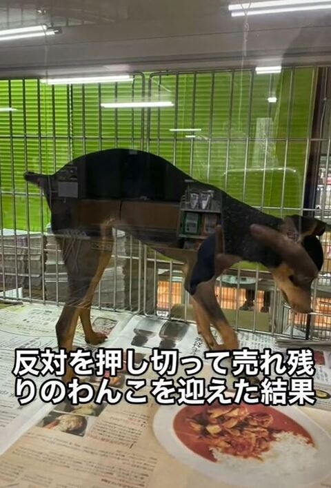 ペットショップにいるワンコ