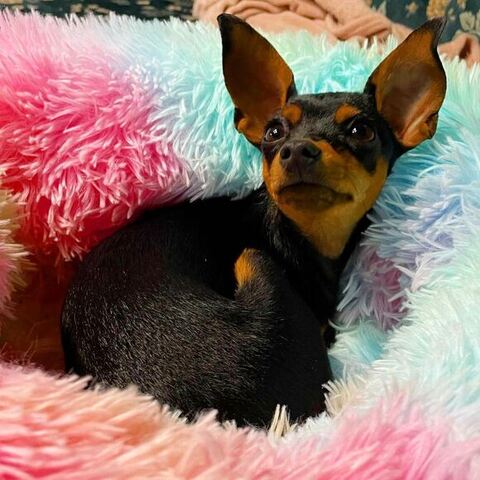 上を向くワンコ