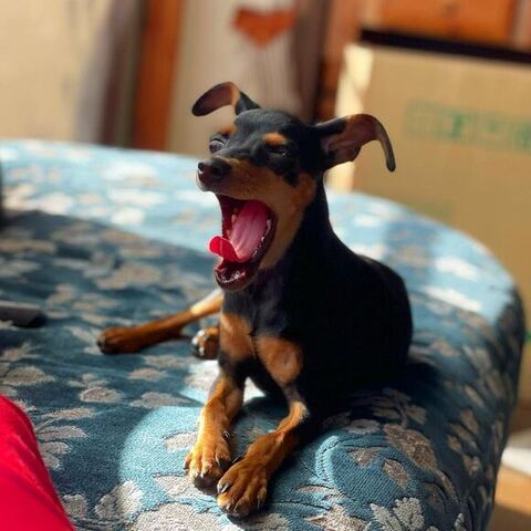 ワンコのあくび