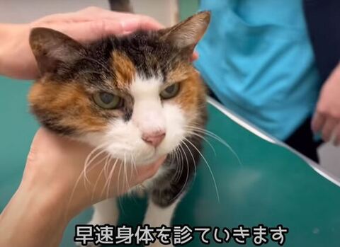 遠くを見てるななちゃん