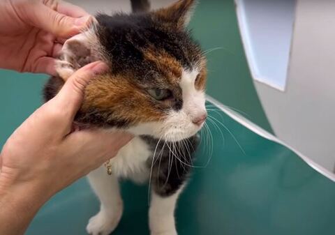 耳をチェックされるななちゃん