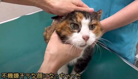 チェック中のななちゃん