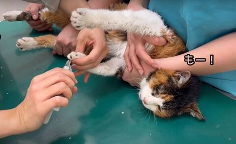 爪切りされるななちゃん